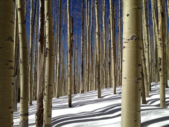 aspens